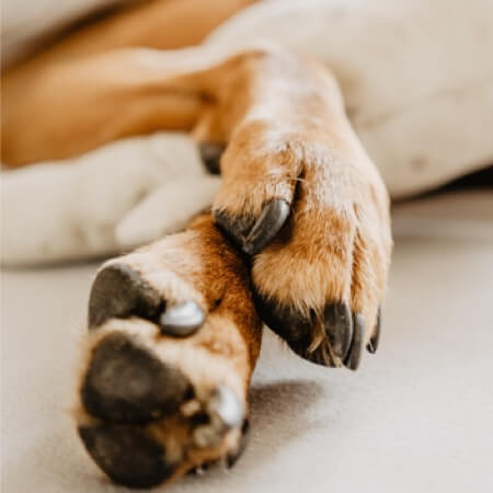 Protecting your pets paws