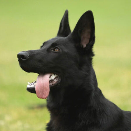 Police Patrol Dog Training