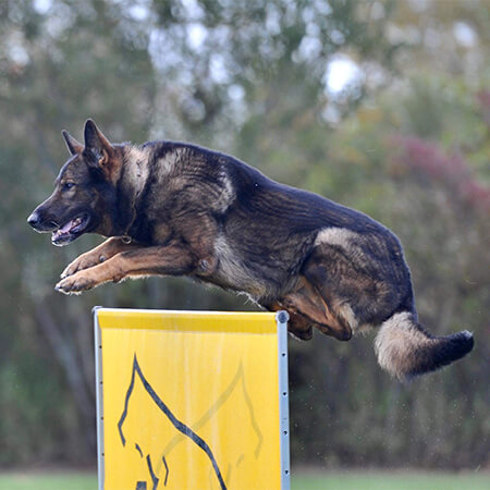 IGP Schutzhund Training