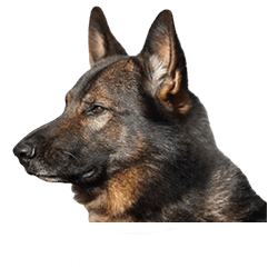 Canine Cadre
